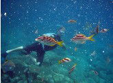 Imagine Cruises - Accommodation VIC 0