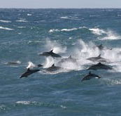 Tamboi Queen Cruises - Accommodation VIC