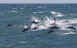 Tamboi Queen Cruises - Accommodation VIC 0