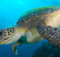 Byron Bay Dive Centre - Accommodation VIC