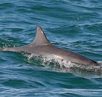 Byron Bay Dolphin Wildlife Tours - Accommodation VIC