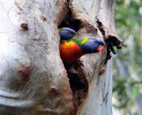 Cumberland State Forest - Accommodation VIC 0