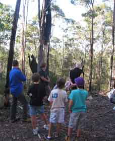 Boronia Tours - Accommodation VIC 1