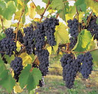 Hills Short Wine and Food Trail - Accommodation VIC