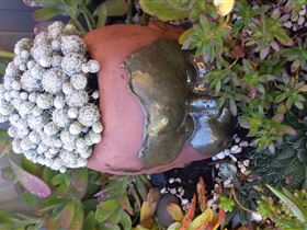 Cactus Creations - Accommodation VIC 2