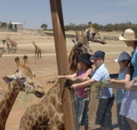 Monarto Open Range Zoo - Accommodation VIC
