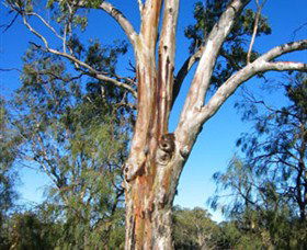 ODonnell Park At Curlwaa - Accommodation VIC 2