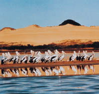 Coorong National Park - Accommodation VIC