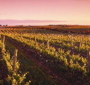 Ralph Fowler Wines - Accommodation VIC