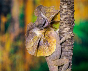 Territory Wildlife Park - Accommodation VIC 1