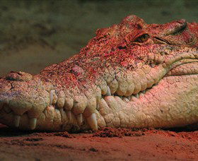 Territory Wildlife Park - Accommodation VIC 3