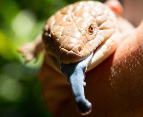 Territory Wildlife Park - Accommodation VIC 5