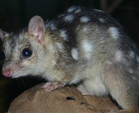 Territory Wildlife Park - Accommodation VIC 6