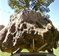 Fossilised Tree - Accommodation VIC