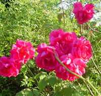 Bishop's Lodge Historic House and Heritage Rose Garden - Accommodation VIC
