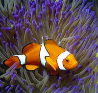 Reef HQ Aquarium - Accommodation VIC