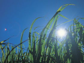 Australian Sugar Industry Museum - Accommodation VIC 0