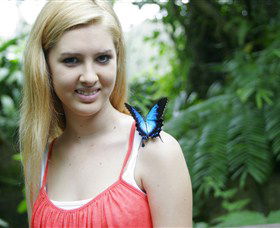 Australian Butterfly Sanctuary - Accommodation VIC 0