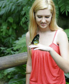Australian Butterfly Sanctuary - Accommodation VIC 1