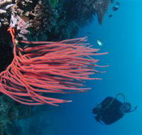 Eddy Reef Dive Site - Accommodation VIC