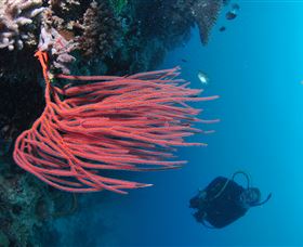 Eddy Reef Dive Site - Accommodation VIC 0