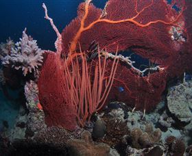Eddy Reef Dive Site - Accommodation VIC 2