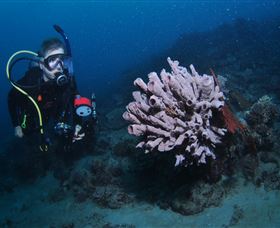 Eddy Reef Dive Site - Accommodation VIC 1
