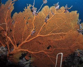 Eddy Reef Dive Site - Accommodation VIC 3