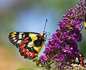 The Bible Museum - Accommodation VIC 3