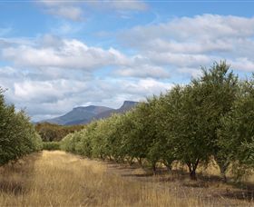 Red Rock Olives - Accommodation VIC 1