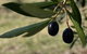Red Rock Olives - thumb 0