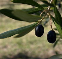 Red Rock Olives - Accommodation VIC
