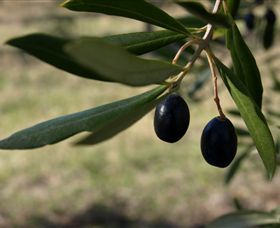 Red Rock Olives - Accommodation VIC 0