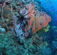 SS Yongala Dive Site - Accommodation VIC