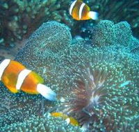 Davies Reef Dive Site - Accommodation VIC