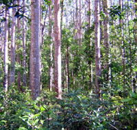 Cathu State Forest - Accommodation VIC