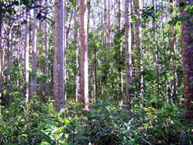 Cathu State Forest - Accommodation VIC 0