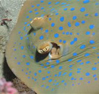 Jorgey's Patch Dive Site - Accommodation VIC