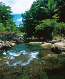 Cedar Creek Falls - Accommodation VIC 1