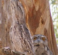 Bird Watching - Accommodation VIC