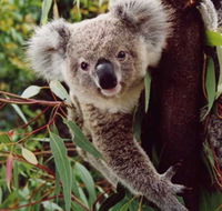Koala Spotting Regeneration Reserve - Accommodation VIC