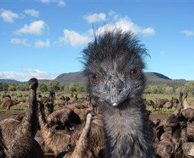 Emu Logic - Accommodation VIC 1