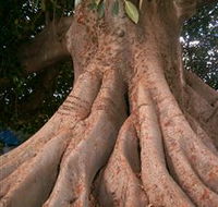 The Big Fig Tree - Accommodation VIC