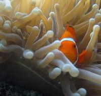 The Hangover Dive Site - Accommodation VIC