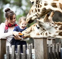 Taronga Western Plains Zoo Dubbo - Accommodation VIC
