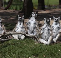 Savannah Visitor Plaza Taronga Western Plains Zoo Dubbo - Accommodation VIC