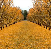 Sun Country on the Murray Farm Gate Trail - Accommodation VIC