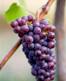 Ellender Estate - Accommodation VIC 6