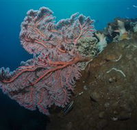 Luncheon Bay Dive Site - Accommodation VIC