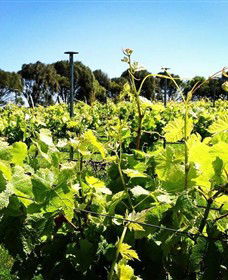 Basalt Wines - Accommodation VIC 0